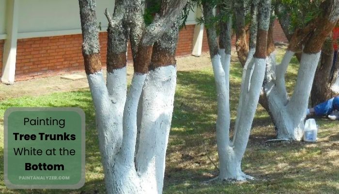 Painting Tree Trunks White at the Bottom